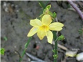 Zimski jasmin- lat. Jasminum nudiflorum